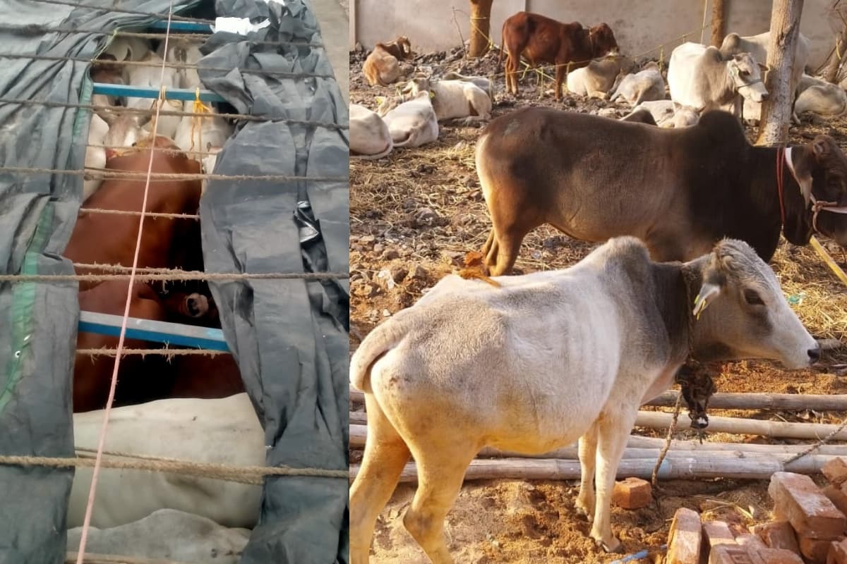 गिरिडीह पुलिस ने खदेड़कर पकड़े मवेशियों से भरे ट्रक, 80 मवेशी बरामद, हिरासत में दस तस्कर