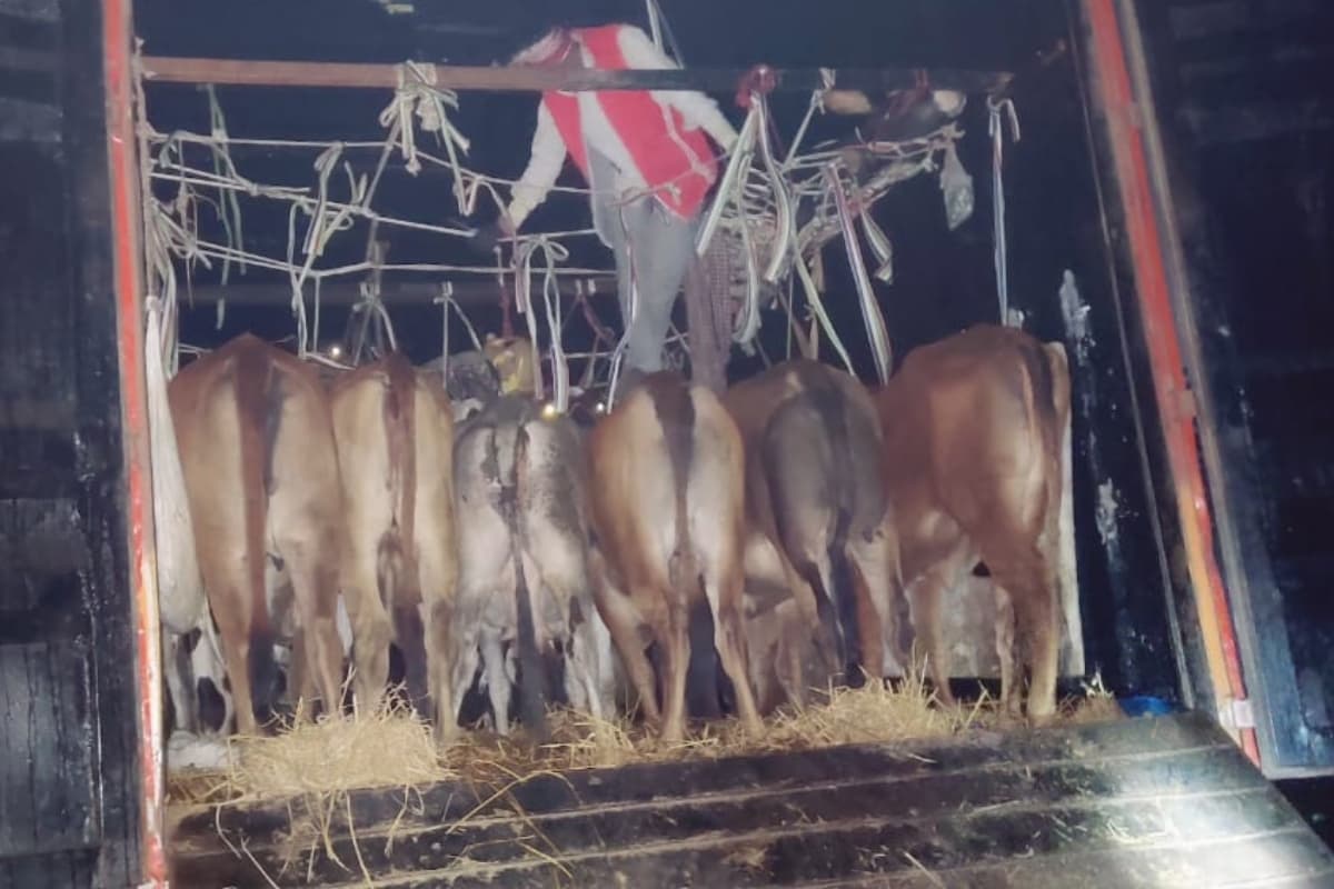 गिरिडीह में पशु तस्करी के खिलाफ छापेमारी, 37 गाय और 8 बैल बरामद, दो गिरफ्तार