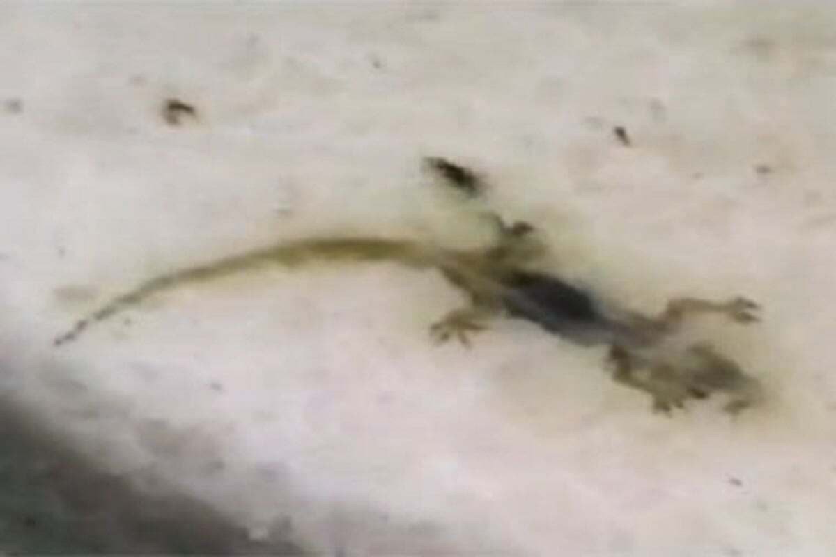 हावड़ा में विषैला भोजन खाने से 35 बच्चे हुए बीमार, मिड डे मील में मिली छिपकली