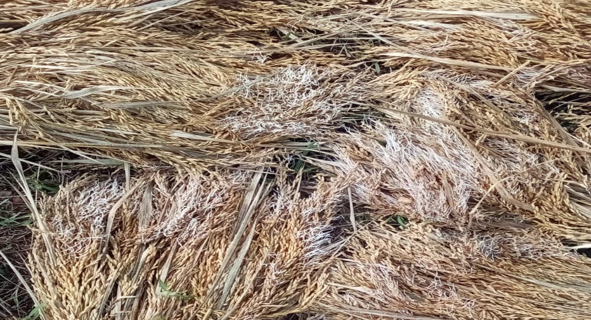 बेमौसम बारिश से बिहार की कृषि व्यवस्था चरमराई, खलिहान में रखे धान को नुकसान