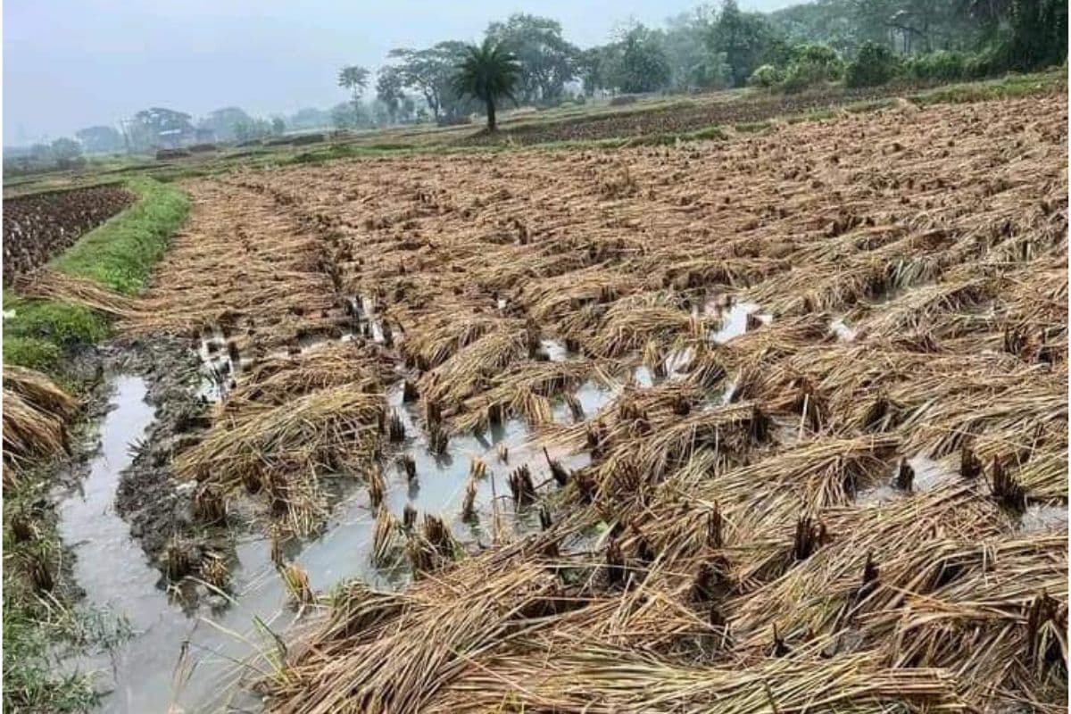 WB News : पूर्व बर्दवान में धान व आलू की फसलों को व्यापक क्षति, किसान हलकान
