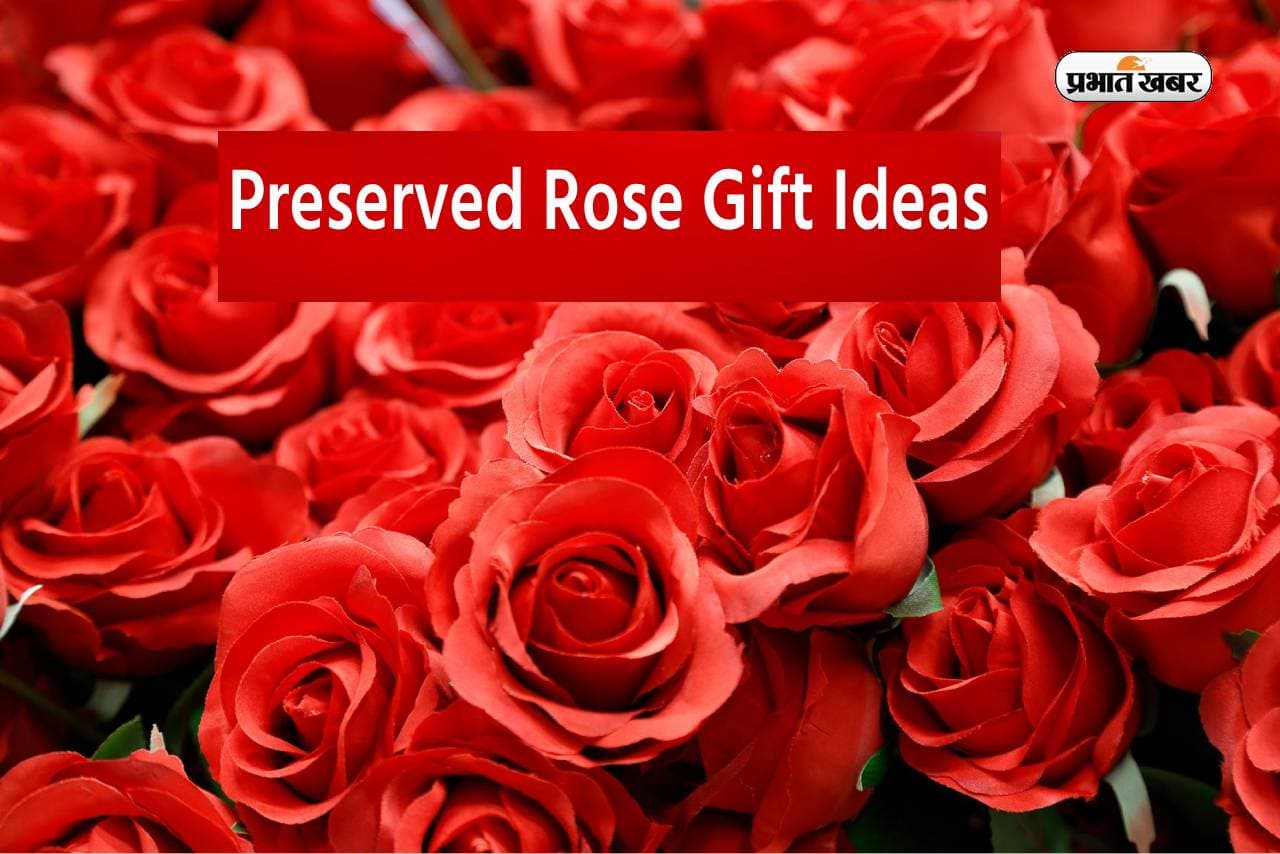 Rose Day 2024: प्रिजर्व करके रखें रोज डे का गुलाब, ऐसे बना सकते हैं गिफ्ट
