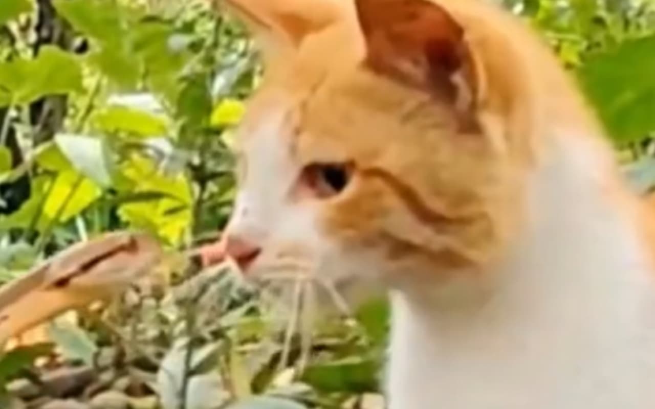 VIRAL VIDEO: सांप के हमले से बचने के लिए बिल्ली ने किया कुछ ऐसा, लोग हुए हैरान, आप भी देखिए ये वीडियो