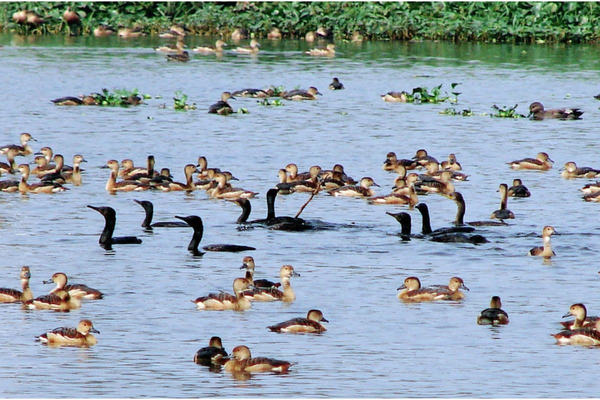 सांतरागाछी झील में प्रदूषण के विषय में मुख्य सचिव व रेलवे के रवैये पर राष्ट्रीय हरित अदालत ने जतायी नाराजगी