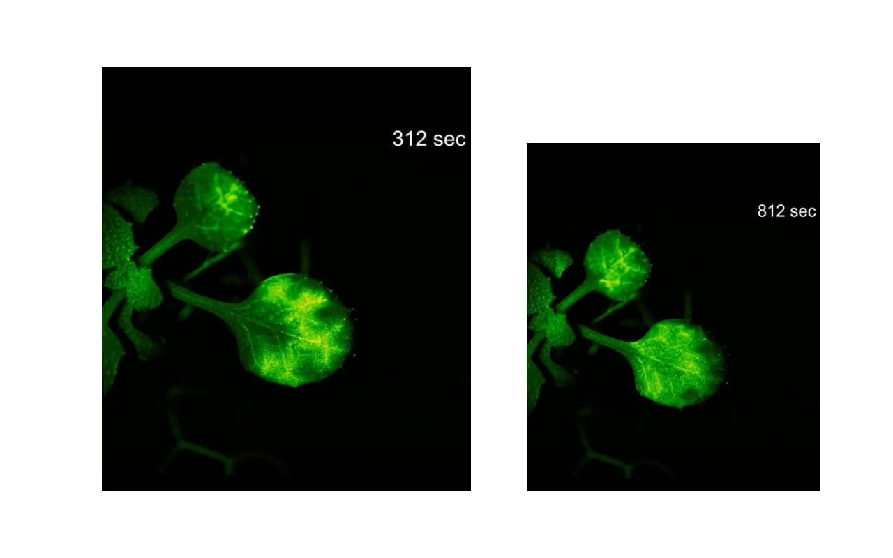 साइंटिस्टों का कमाल! कैमरे में कैद हुई पौधों की बातचीत, देखें वीडियो