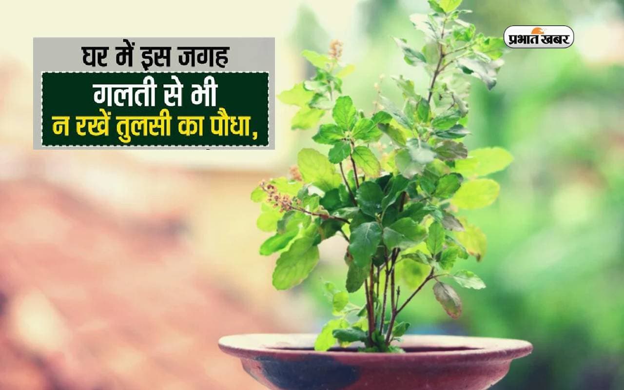 Tulsi Plant Rules For Home: घर में इन स्थानों पर भूलकर भी न रखें तुलसी का पौधा, हो सकती है परेशानी