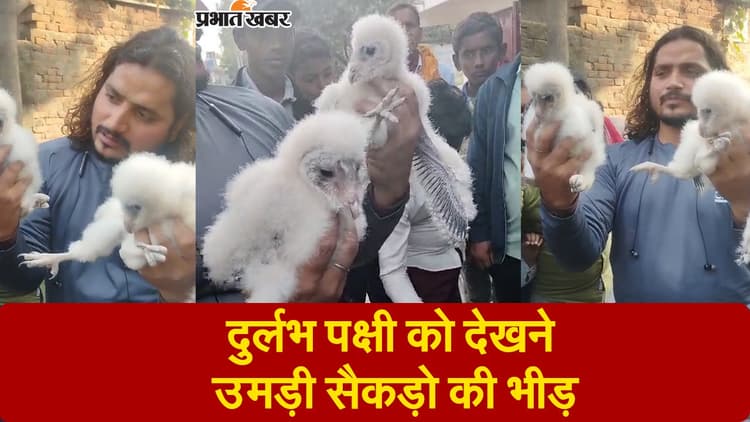 Video: उल्लू जैसी शक्ल, मुलायम बाल और कांटेदार पंख, सिवान में मिला एक दुर्लभ पक्षी