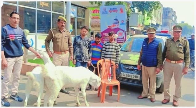 Kanpur News : शादी में शामिल होने आये युवक की पड़ोस में बंधी बकरियां आईं पसंद, अगले दिन हो गईं गायब