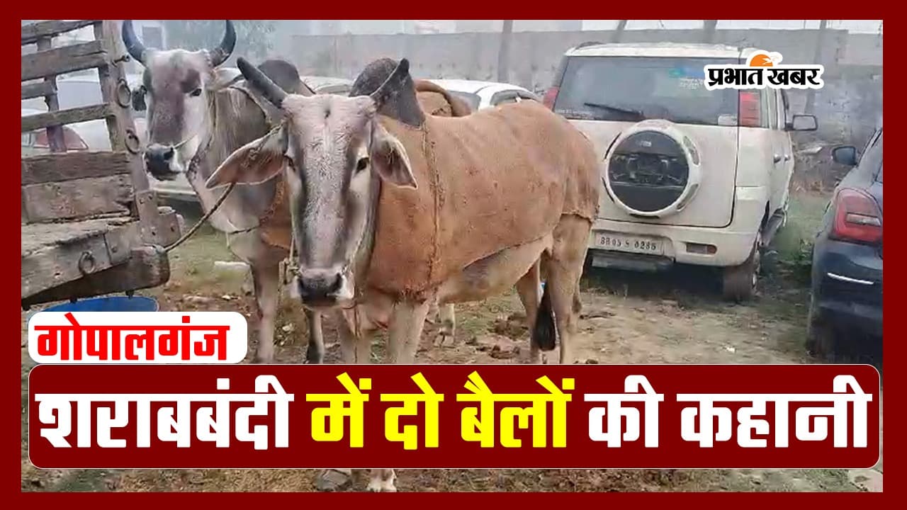 VIDEO: शराब मामले में बुरे फंसे दो बैल, जज के सामने हुई पेशी, फरमान सुना तो खाना-पानी त्यागा, देखिए वीडियो..