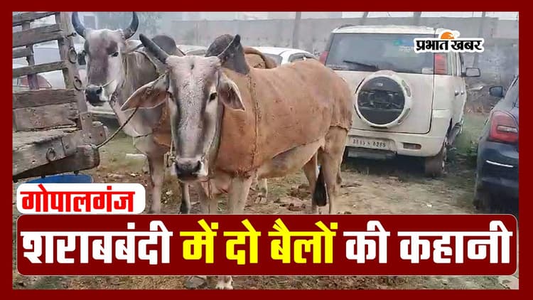 VIDEO: शराब मामले में बुरे फंसे दो बैल, जज के सामने हुई पेशी, फरमान सुना तो खाना-पानी त्यागा, देखिए वीडियो..