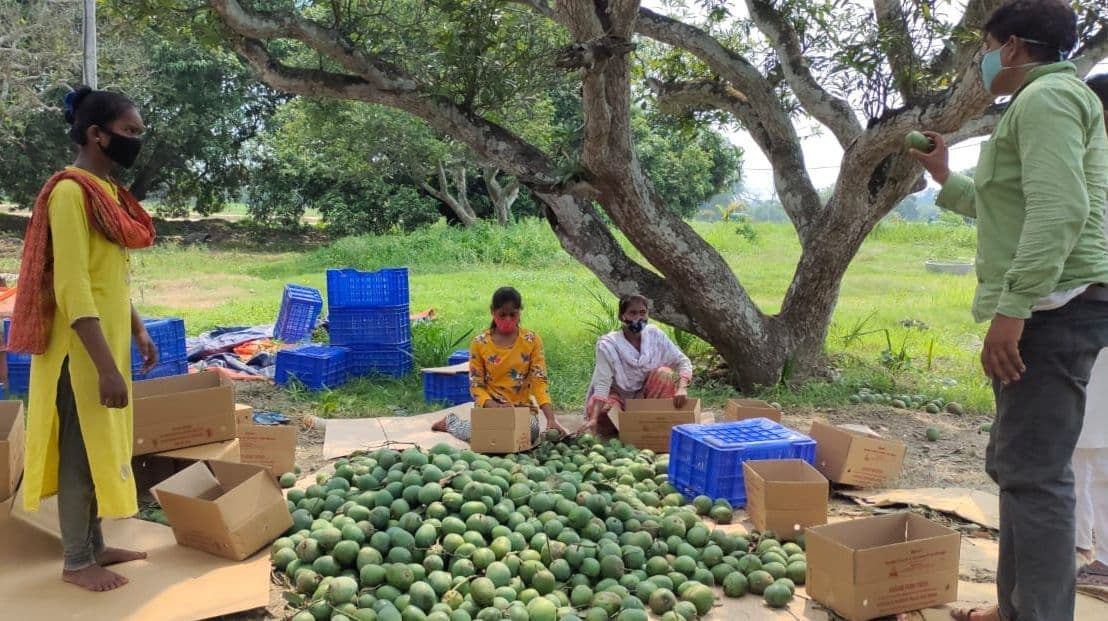 एक क्लिक से हाथों में रसीला आम, बंगाल के इस शहर में वेबसाइट से फलों के राजा की होम डिलीवरी