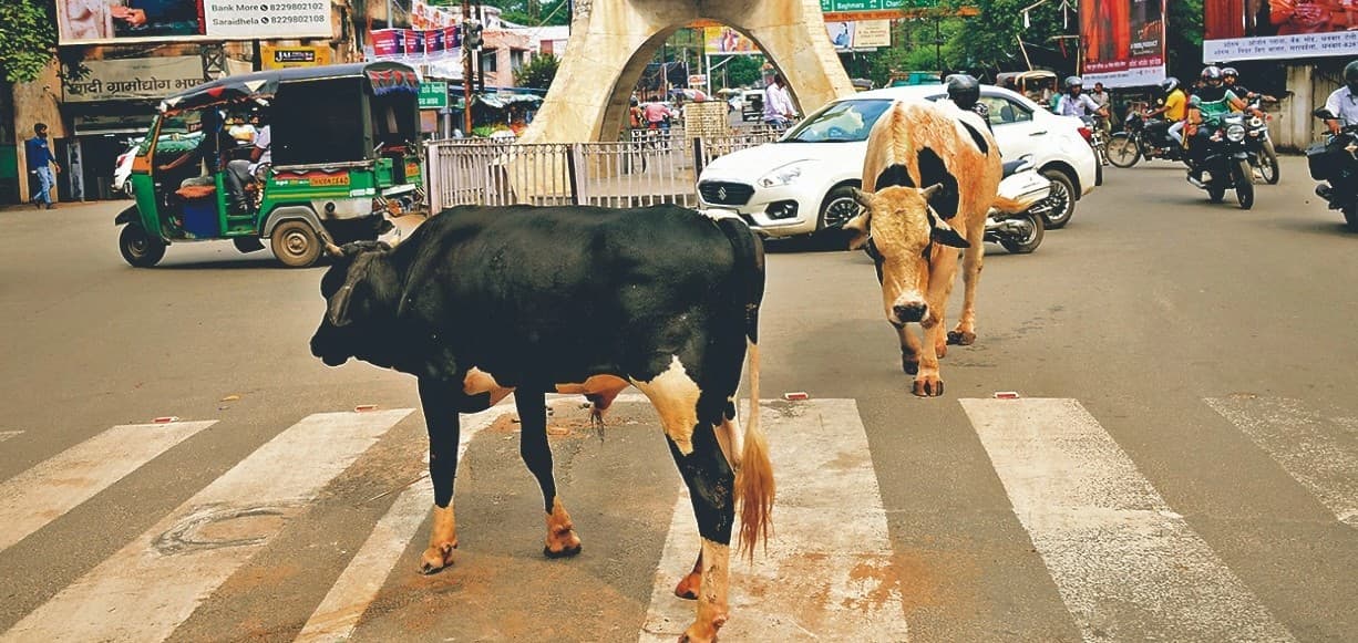 Animal Health: पशु स्वास्थ्य के लिए पैंडेमिक फंड प्रोजेक्ट हुआ शुरू