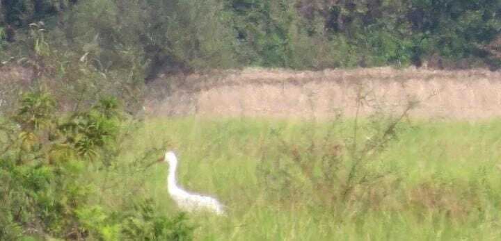 Bihar News: मॉनसून के साथ ही बिहार में आने लगा साइबेरियन पक्षी, देखें तस्वीर