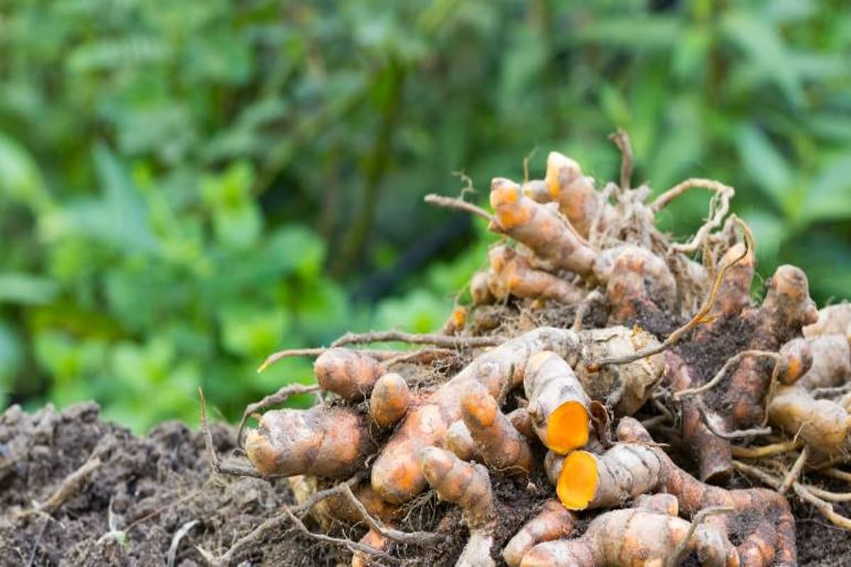 Raw Turmeric Benefits: औषधीय गुणों से भरपूर है कच्ची हल्दी, जानें इसके खाने के फायदे