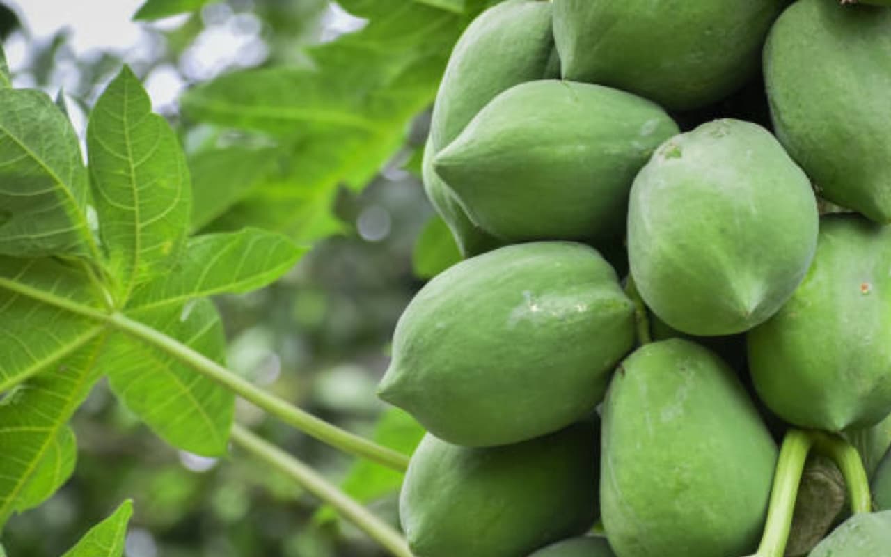 कच्चा पपीता है पोषण का पावरहाउस, पीरियड्स की  ऐंठन दूर करने के साथ दिल के लिए भी है फायदेमंद