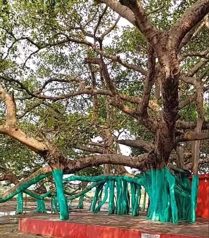 Bihar में है 1000 साल पुराना 3 एकड़ में फैला बरगद का पेड़, इस video में देखिए विकराल रूप