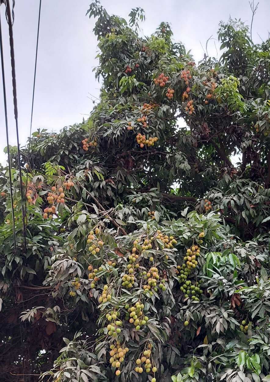 लॉकडाउन के बाद अब मौसम की मार, ओलावृष्टि से आम और लीची के फसलों को भारी नुकसान