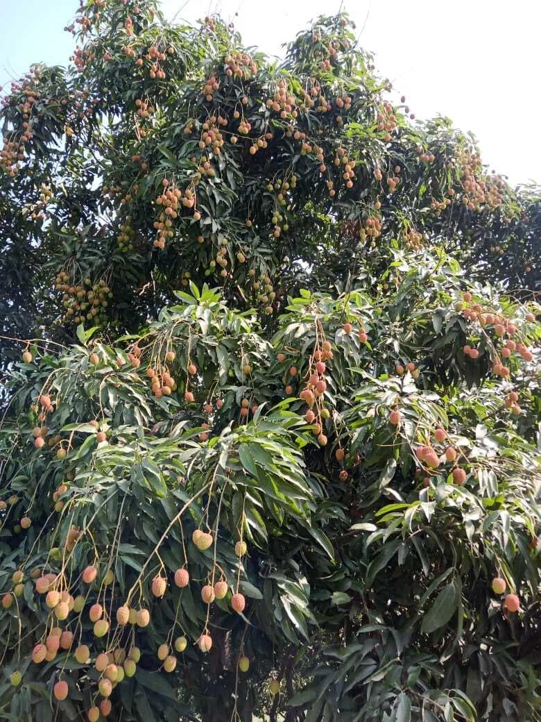 उद्यान विभाग की लापारवाही! 700 हेक्टेयर में आम, लीची के नुकसान का अब तक नहीं मिला मुआवजा, फिर सर्वेक्षण कराएगा विभाग