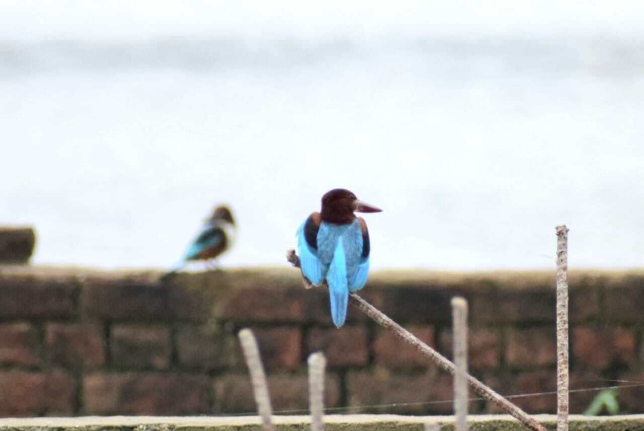 मौसम का बदला मिजाज! एक सप्ताह के बाद बिहार में खिली धूप, दिखा नीलकंठ पंछी, Photos