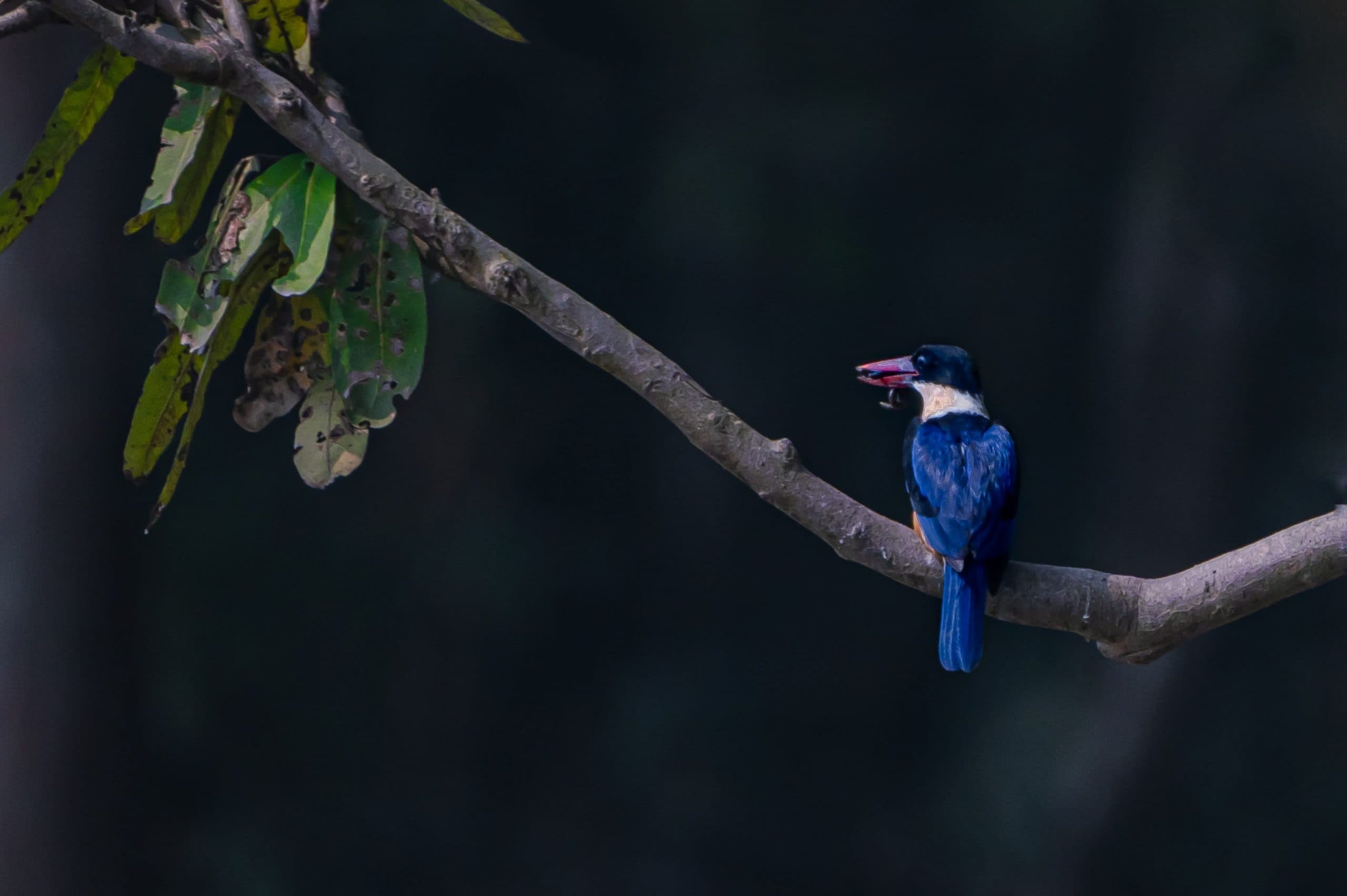 छत्तीसगढ़ के कागेर घाटी राष्ट्रीय उद्यान में 25 फरवरी से पक्षियों का सर्वेक्षण शुरू होगा