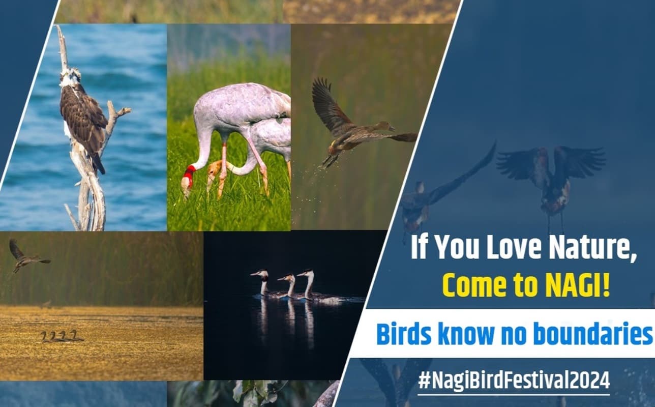 बिहार में नागी बर्ड फेस्टिवल 2024 शुरू, यहां पक्षियों की चहचहाट सुन मन हो जाएगा खुश, खूबसूरती भी है बेमिसाल
