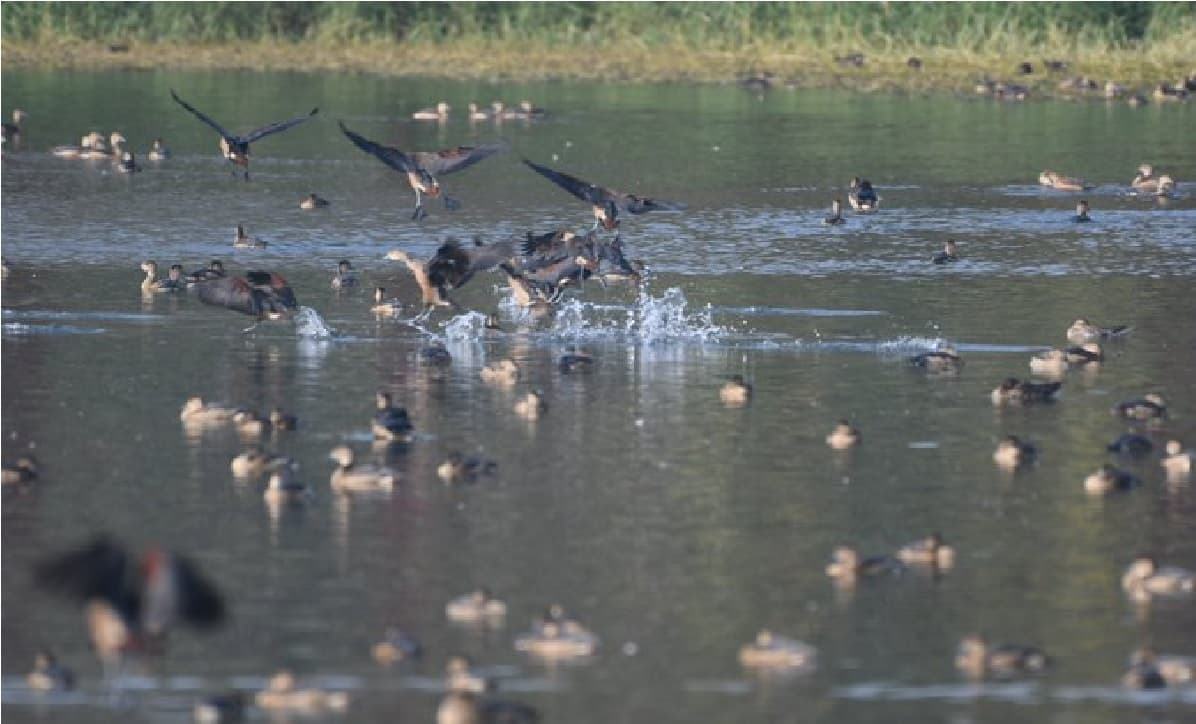 बिहार के इस जिले में बर्ड फेस्टिवल का होगा आयोजन, लगेगा देश-विदेश के पक्षी विशेषज्ञों का जमावड़ा