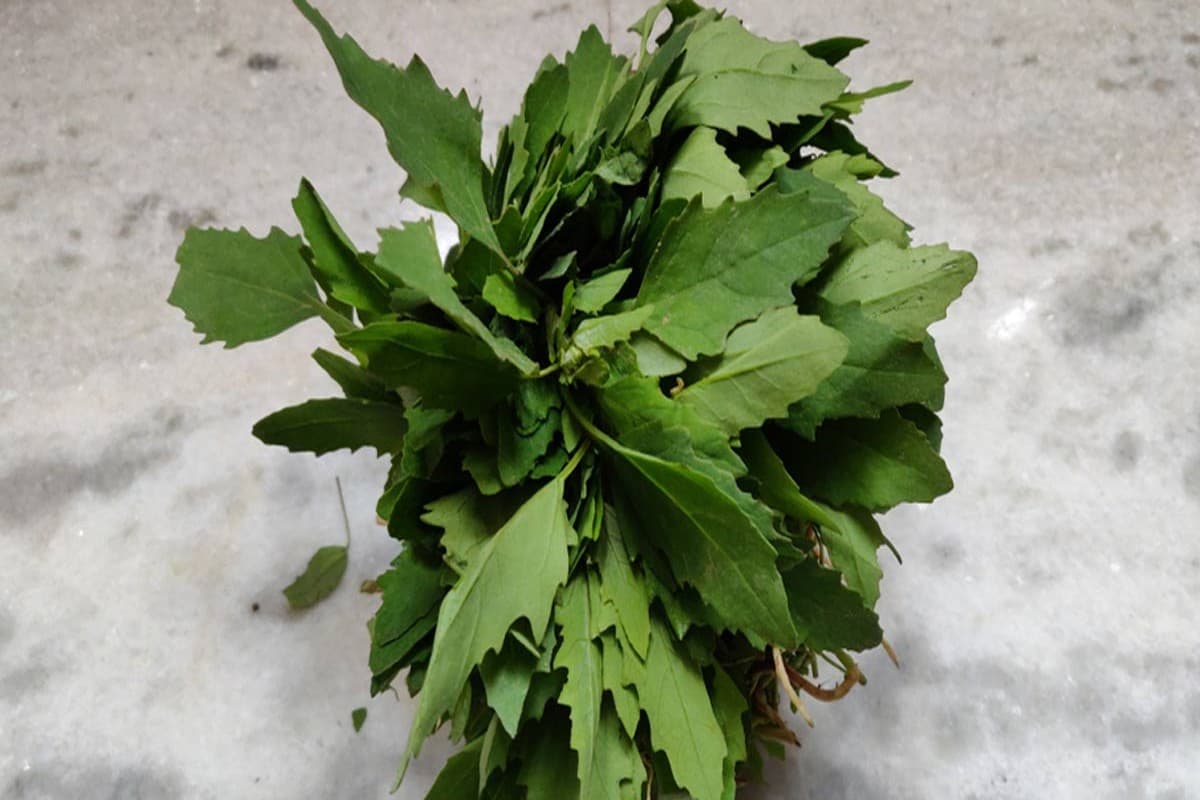 Health Tips: इन लोगों को भूलकर भी नहीं खाना चाहिए बथुआ, वरना पड़ जाएंगे लेने के देने