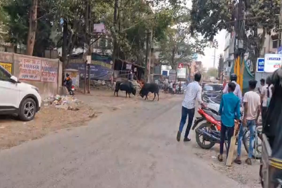 जमशेदपुर में बीच सड़क पर भिड़े दो सांड, वाहनों की लगी लंबी कतार, राहगीर परेशान, VIDEO