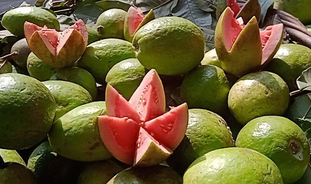 Prayagraj News: सेब से महंगा बिक रहा विश्व प्रसिद्ध इलाहाबादी अमरूद, लाल सुरखा का रेट सबसे ज्यादा Prayagraj News: सेब से महंगा बिक रहा विश्व प्रसिद्ध इलाहाबादी अमरूद, लाल सुरखा का रेट सबसे ज्यादा