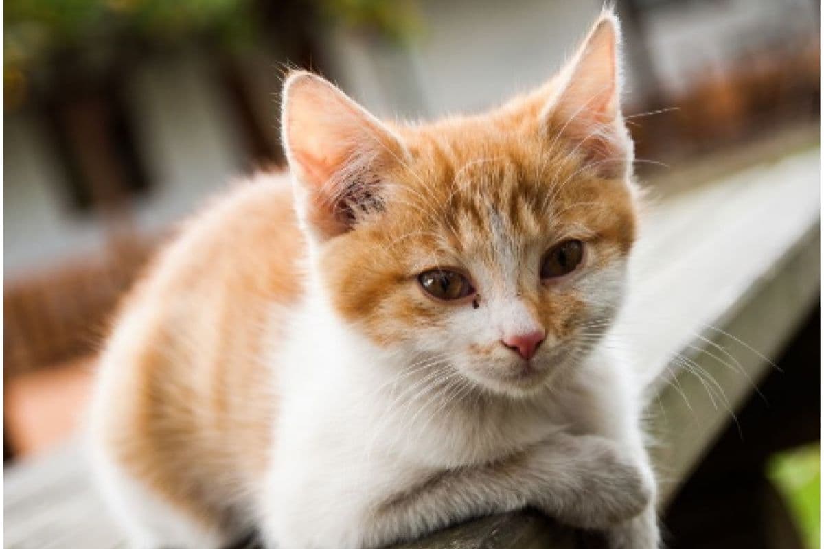 West Bengal : महिला के आवेदन पर फ्लैट में बिल्ली ढूंढने पहुंची पुलिस, ढाई घंटे की कड़ी मेहनत के बाद मिली सफलता