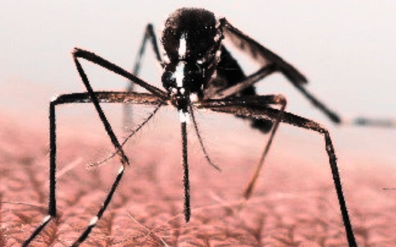 चिकनगुनिया होने के 3 माह बाद तक मौत का खतरा, ‘द लांसेट इन्फेक्शियस डिजीजेज’ ने बताये पीतज्वर संक्रमण के जोखिम