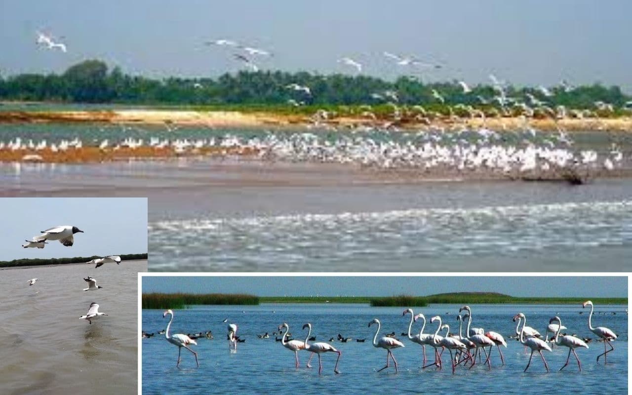 चिल्का में 187 प्रजातियों के 11, 37,759 पक्षी मिले, सबसे ज्यादा नॉर्थ पिनटेल बत्तख