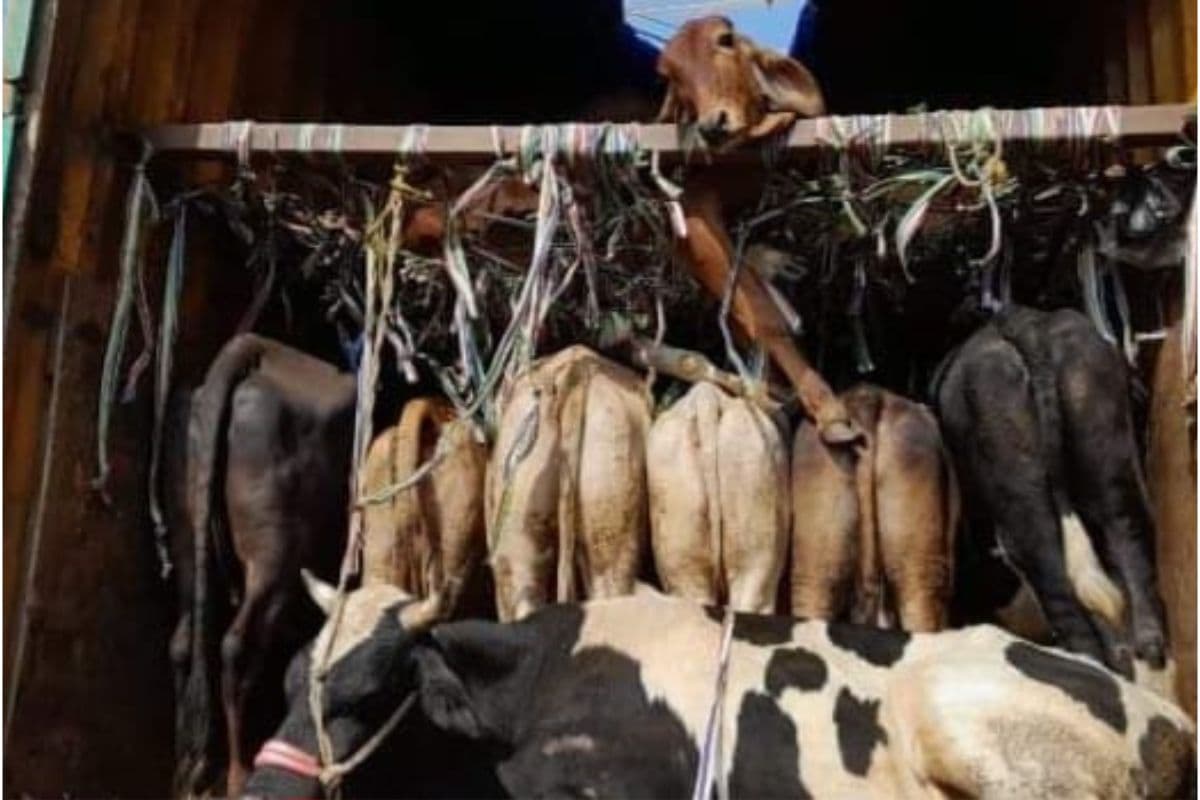 पश्चिम बंगाल : कंटेनर में छिपाकर तस्करी को जा रही 50 गायों को वाहन समेत पुलिस ने पकड़ा