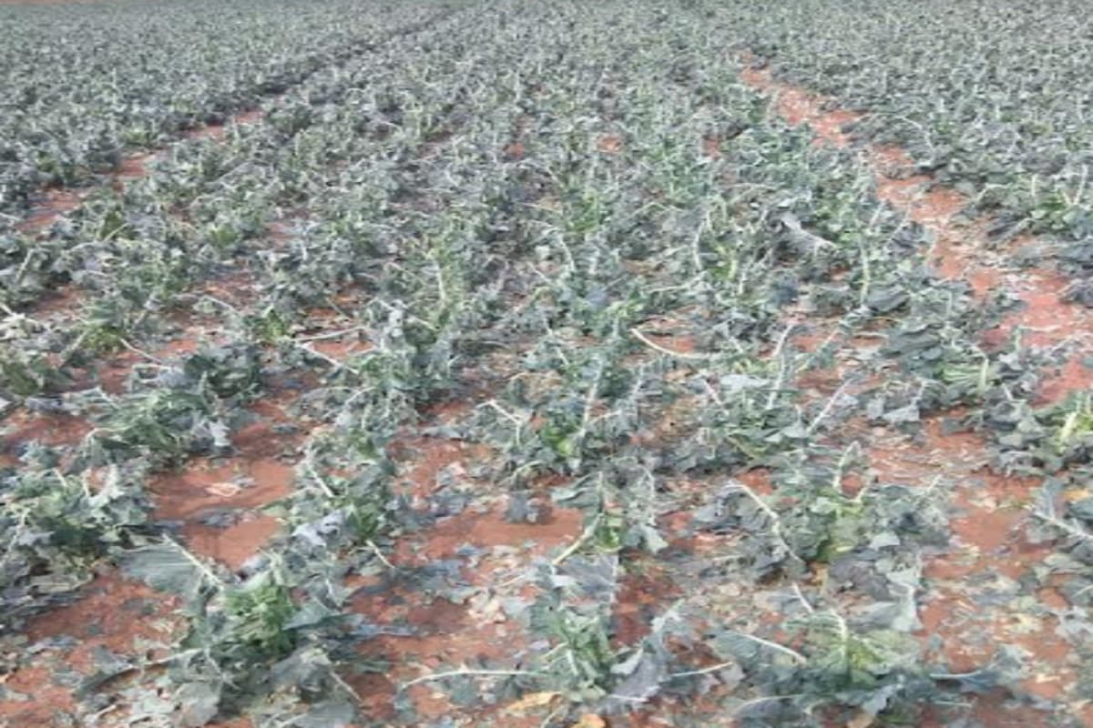 रांची के चान्हो और मांडर प्रखंड में भारी ओलावृष्टि, एक हजार एकड़ में लगी फसल हो गयी बर्बाद