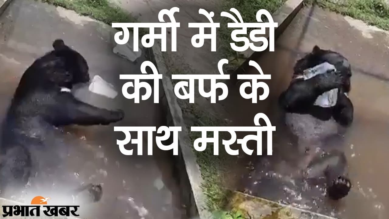 डैडी की बर्फ वाली मस्ती, बंगाल सफारी के भालू का अंदाज देख गर्मी भूल जाएंगे आप