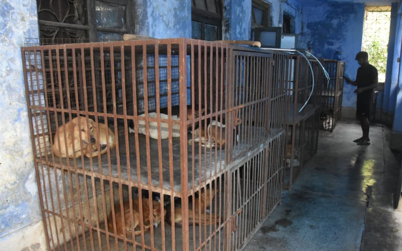 धनबाद : जमाडा के खंडहर हो चुके अस्पताल के बरामदे में टेबल पर हो रहा है लावारिस कुत्तों का बंध्याकरण