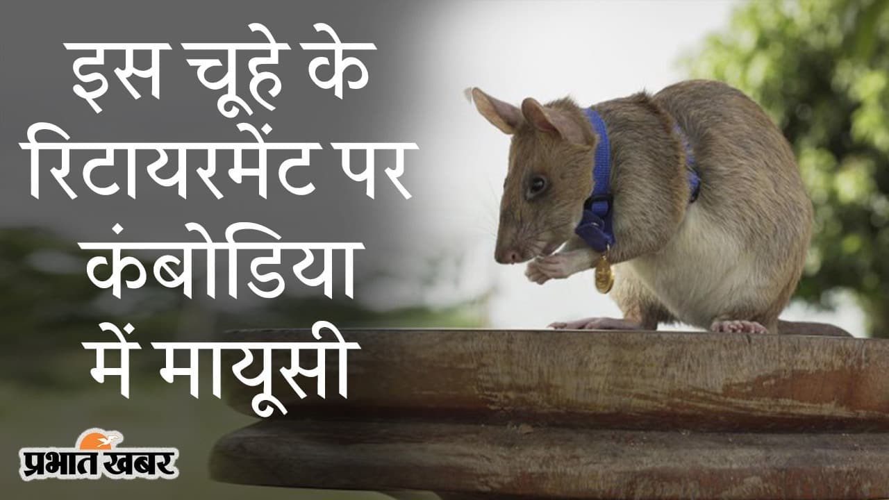 इस चूहे के रिटायरमेंट पर कंबोडिया में मायूसी, 5 साल के करिअर में Magawa ने 71 लैंडमाइंस किए खत्म