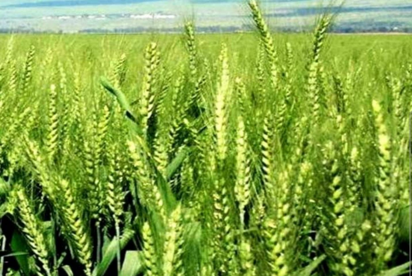 Up Weather : बेमौसम बारिश से गेहूं की फसल को फायदा, सरसों, आलू , चना, मटर को हुआ नुकसान, किसान करें ये उपाय...