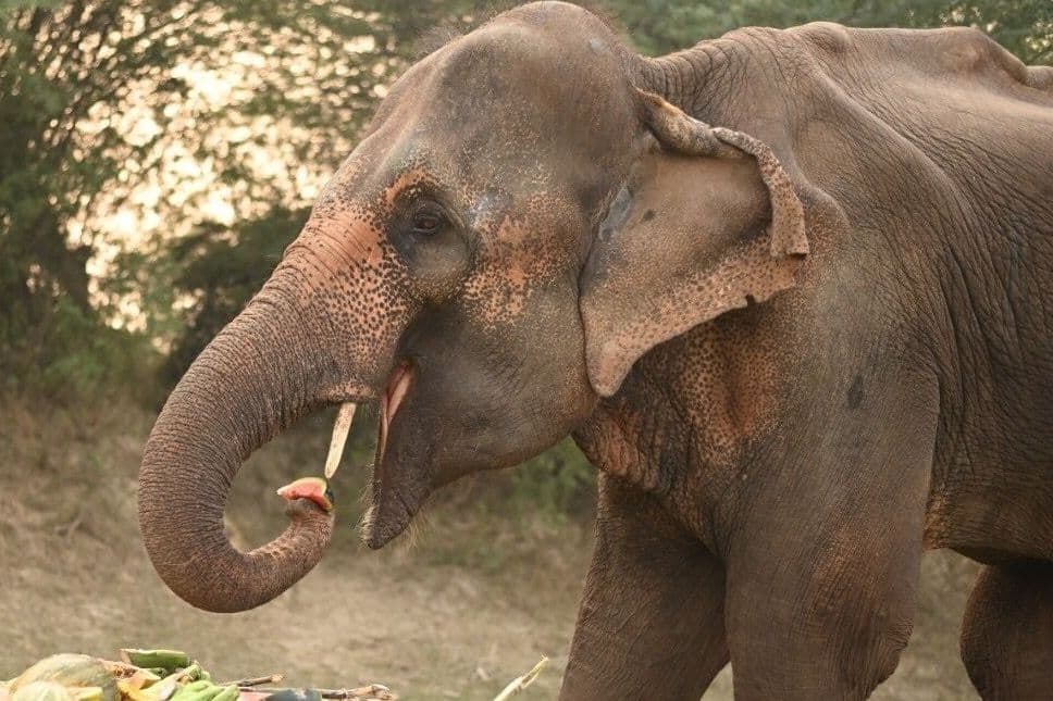 Agra Laxmi Story: दिव्यांग लक्ष्मी से मंगवाई  जा रही थी भीख, मुक्त होने के बाद अस्पताल में हो रहा इलाज