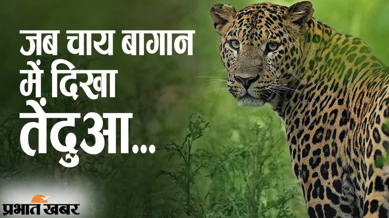 बंगाल के जलपाईगुड़ी के चाय बागान में तेंदुए का शव मिलने से हड़कंप, वन विभाग ने तेज की जांच, VIDEO