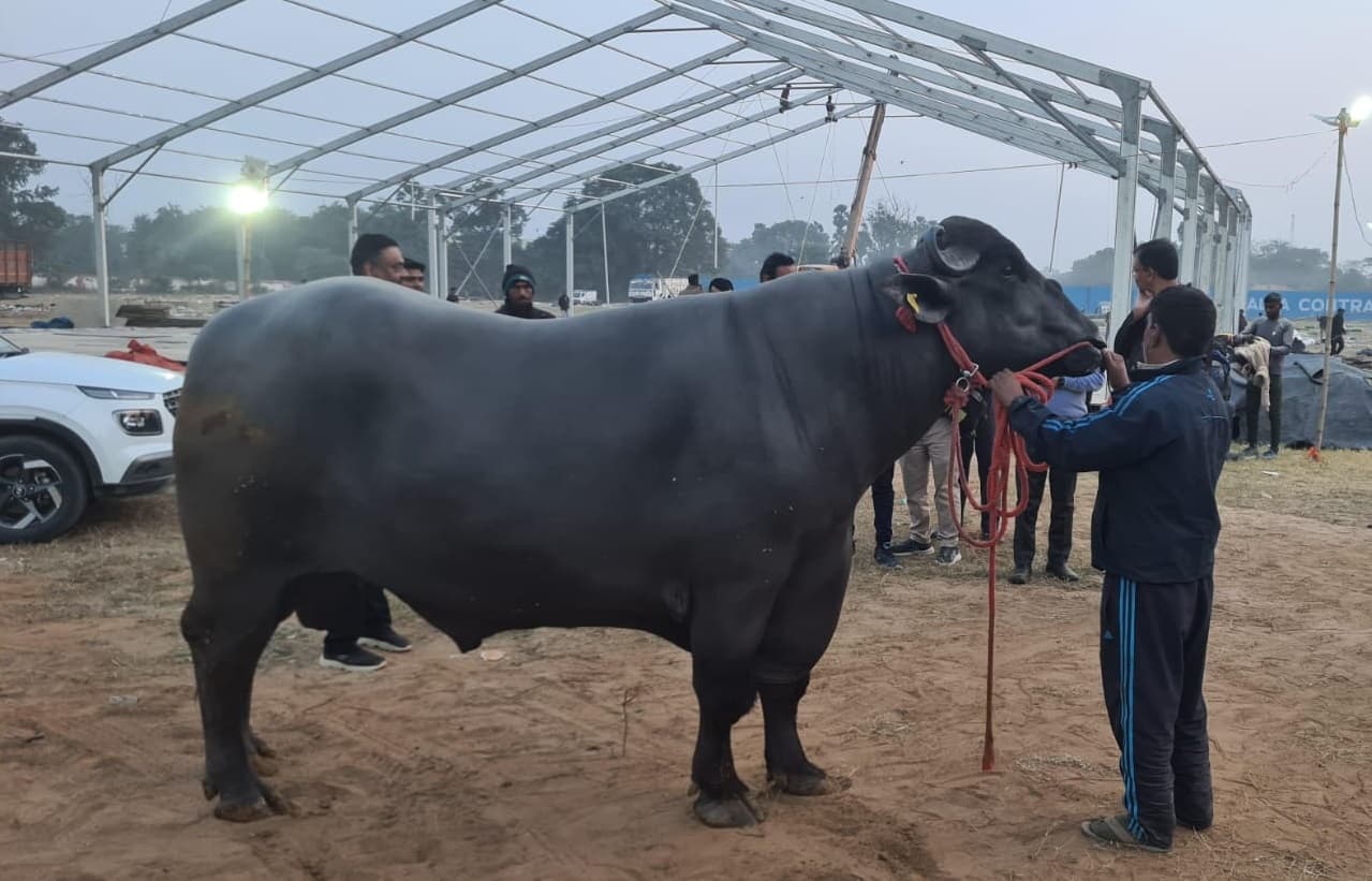 10 करोड़ का गोलू-2 भैंसा साल में कमाता 25 लाख, इसके बच्चे की संख्या जानकर हो जायेंगे हैरान