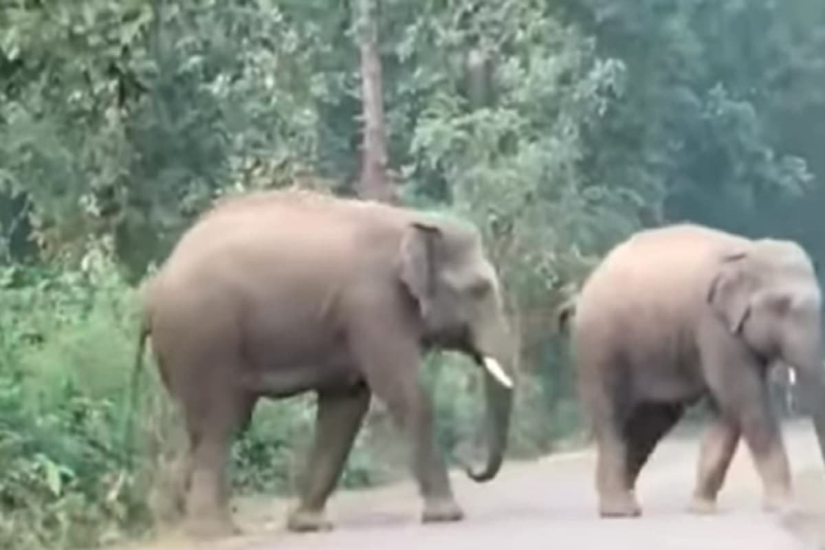 झारखंड: पूर्वी सिंहभूम में हाथियों ने मचाया उत्पात, हमले में क्यूआरटी टीम के एक सदस्य की मौत, छह लोग घायल