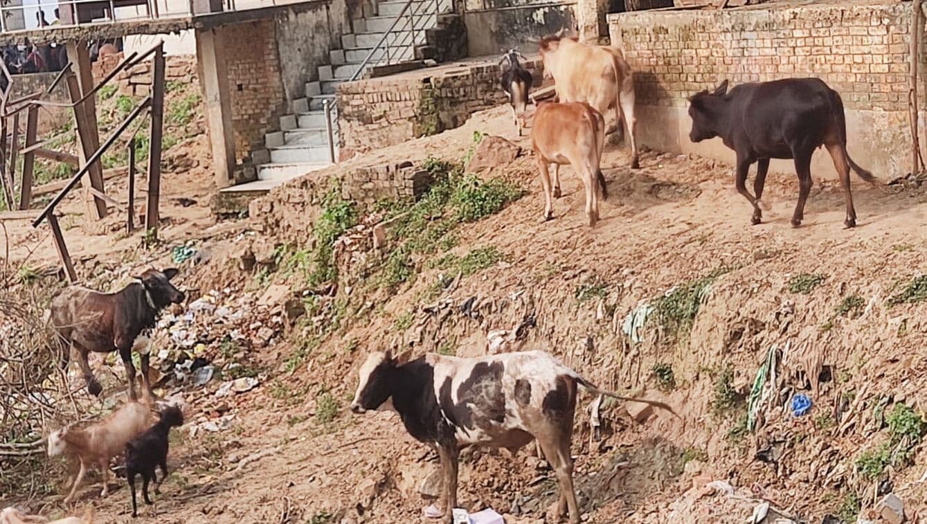 Varanasi News: शिव नगरी काशी में सांड का आतंक, बुझ गया एक और घर का चिराग, ‘भांग’ पीकर बेसुध नगरपालिका