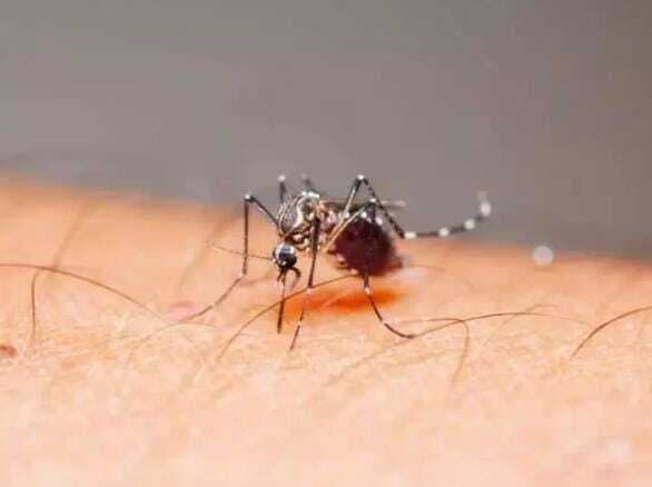 Kanpur News: कानपुर में जीका प्रभावित मां की रिपोर्ट आई निगेटिव, बच्चे की हालत गंभीर