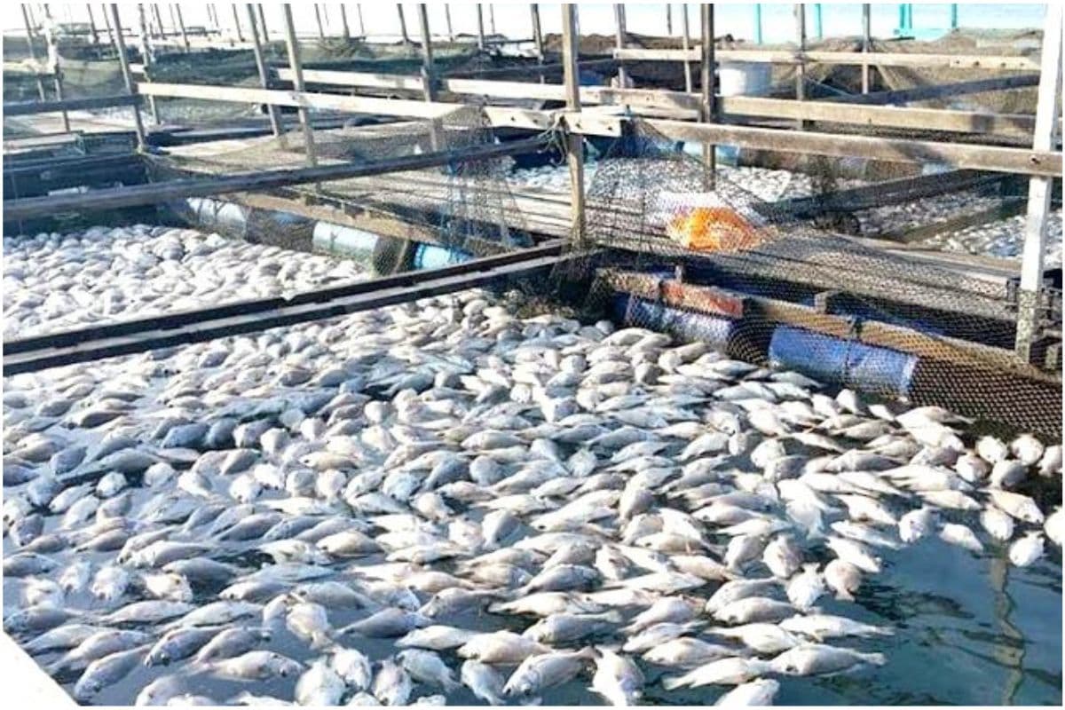 Fish Production : नीली क्रांति की ओर अग्रसर हो रहा सीतामढ़ी, इस वर्ष 90 टन बढ़ा उत्पादन