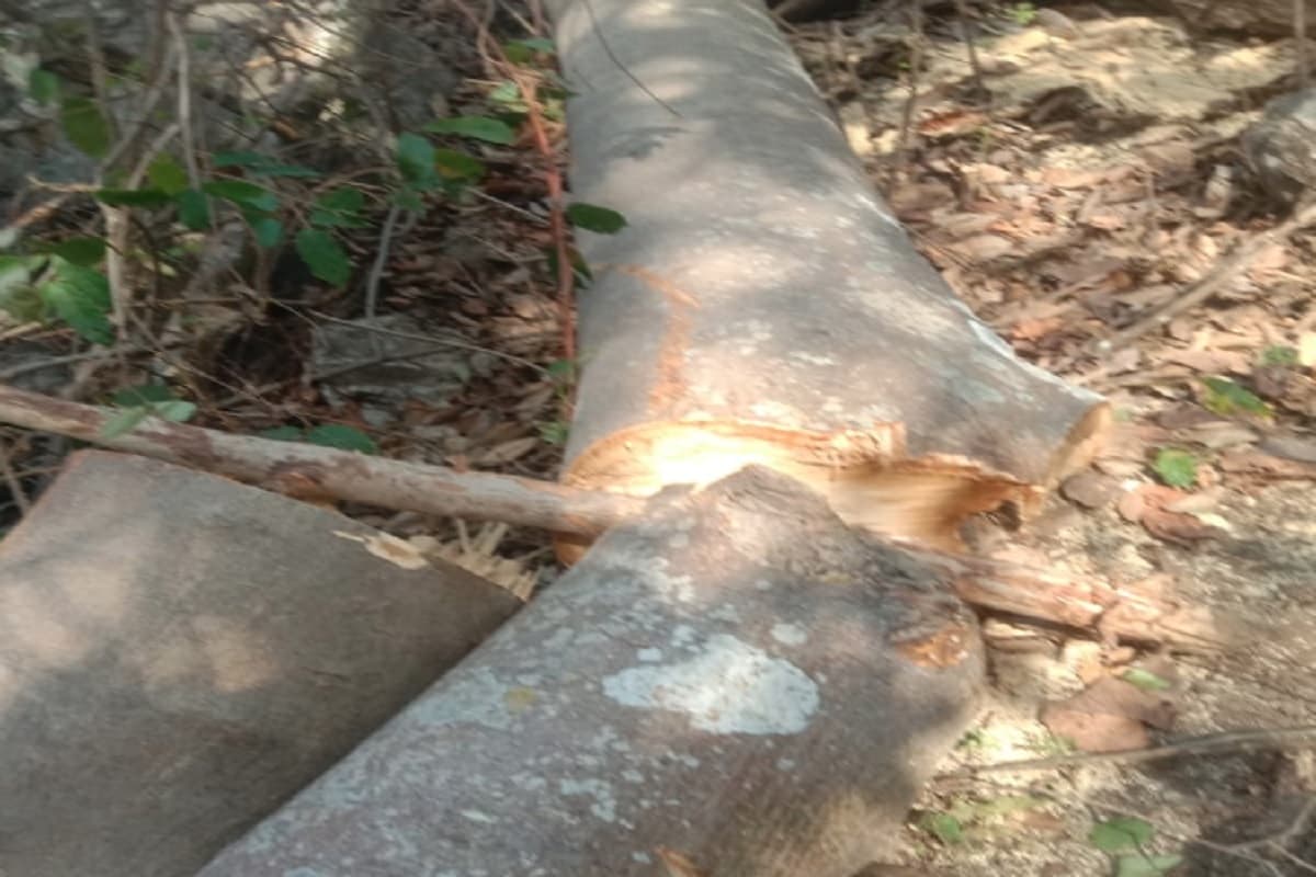 लातेहार : वनाधिकार कानून का हो रहा दुरुपयोग, अंधाधुंध काटे जा रहे जंगल