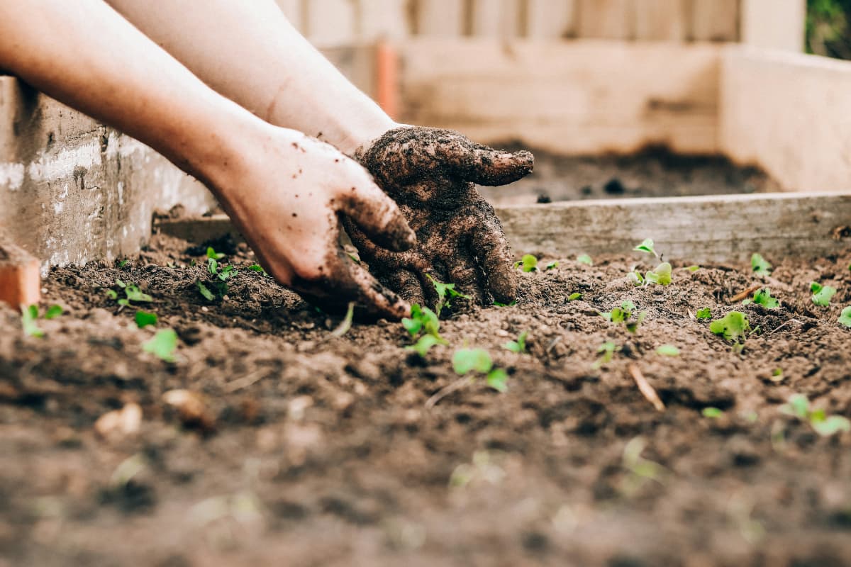 Gardening Tips: स्प्रिंग सीजन में लगाएं ये फूल, घर की खूबसूरती में लगाएंगे चार चांद