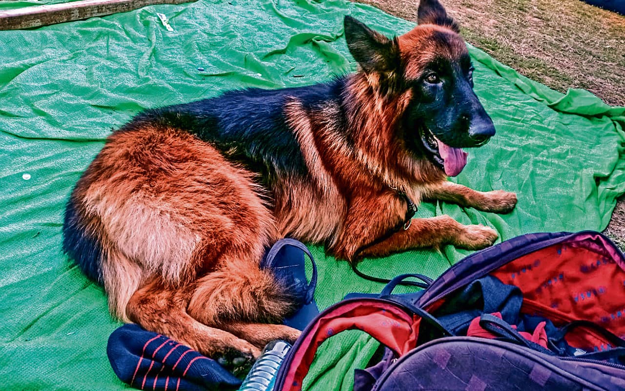 मिर्जापुर में स्कूल में जर्मन शेफर्ड डॉग ने छात्रा पर किया हमला, प्रबंधक पर एफआईआर