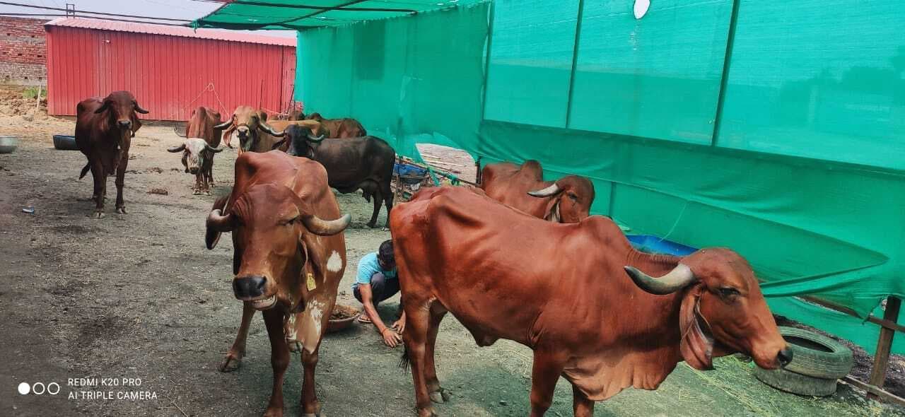 झारखंड में किशन ने शौक से शुरू किया गौपालन, गिर गाय के दूध की इस वजह से बढ़ने लगी डिमांड