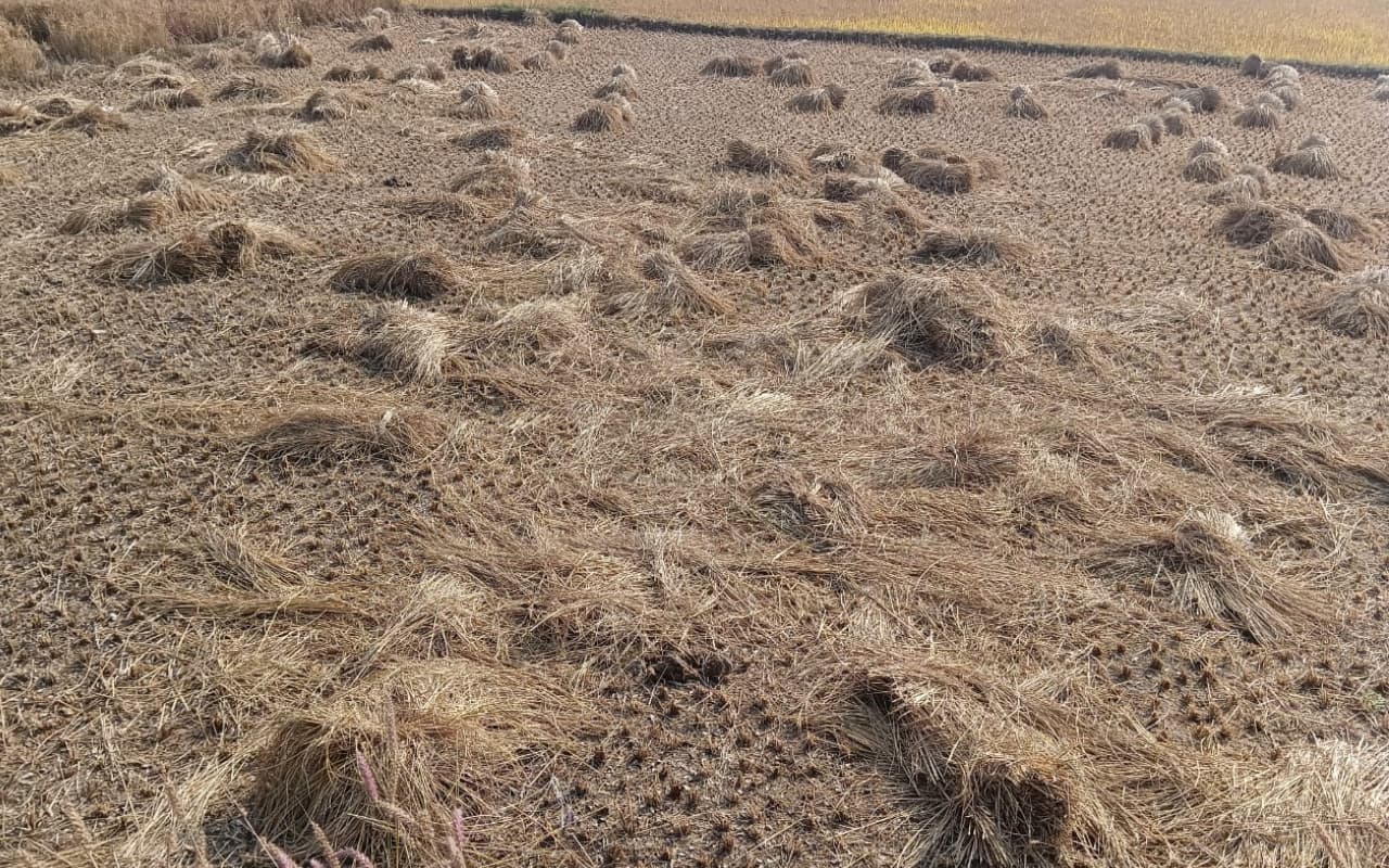 गिरिडीह : 32 हाथियों के झुंड ने चहारदीवारी तोड़ फसलों को रौंदा, फसल नुकसान का होगा भुगतान